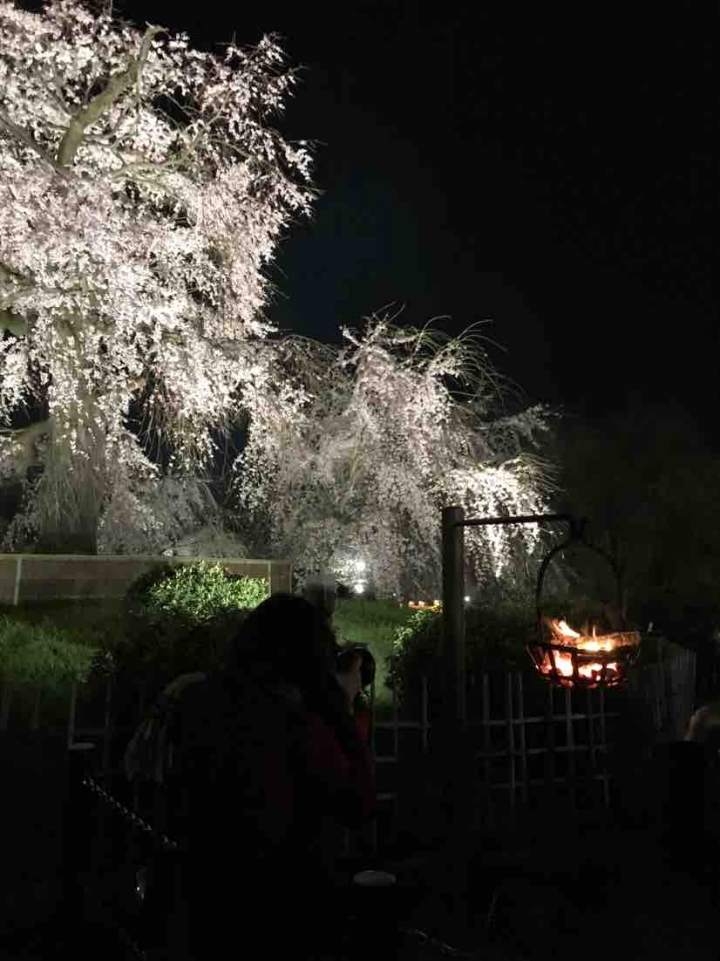 春日祭｜写点生活｜京都樱花祭