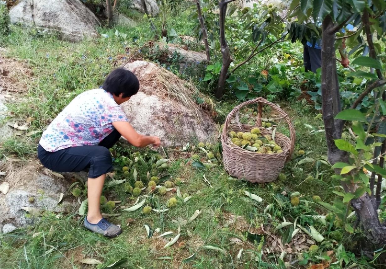 农村冷门暴利种植_农村冷门暴利行业_农村最冷门种植项目