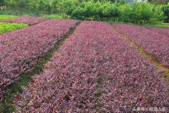 农村最冷门种植项目_农村冷门暴利种植_冷门种植业