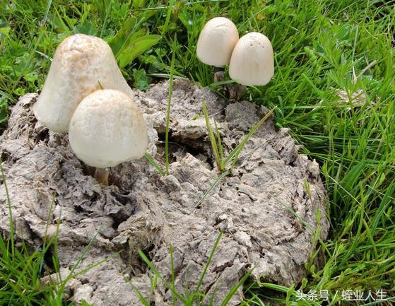 农村冷门暴利种植_冷门种植业_农村最冷门种植项目