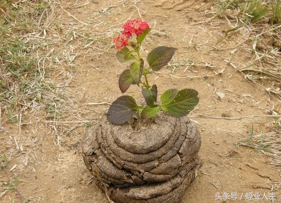 农村最冷门种植项目_农村冷门暴利种植_冷门种植业