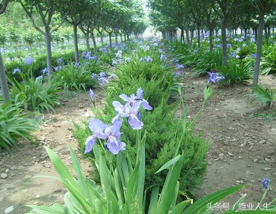 农村最冷门种植项目_冷门种植业_农村冷门暴利种植