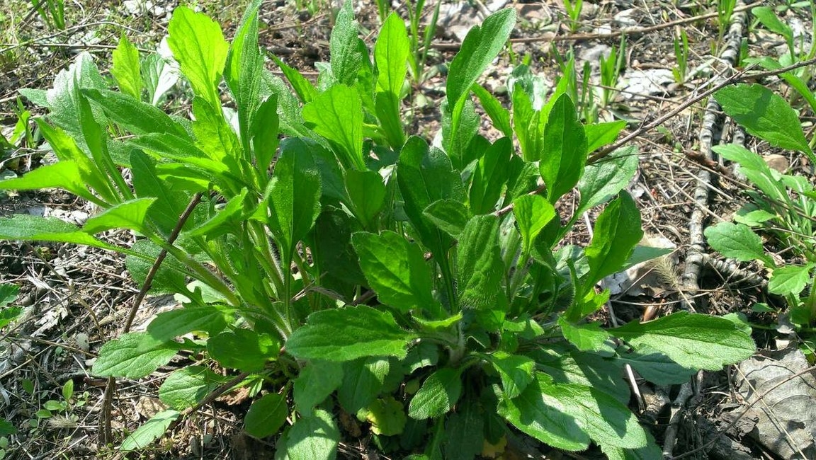 种植农村项目申请报告_种植农村项目名称大全_农村种植项目