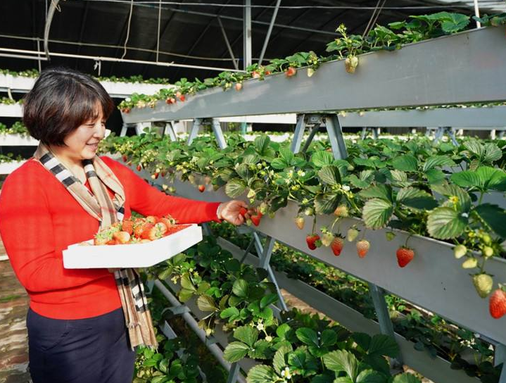 农村种植项目_种植农村项目有哪些_种植农村项目申请报告