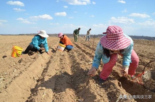 农村种植致富项目_农村种植项目_最新农村种植项目